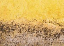 Wallpaper on wall covered in mold.